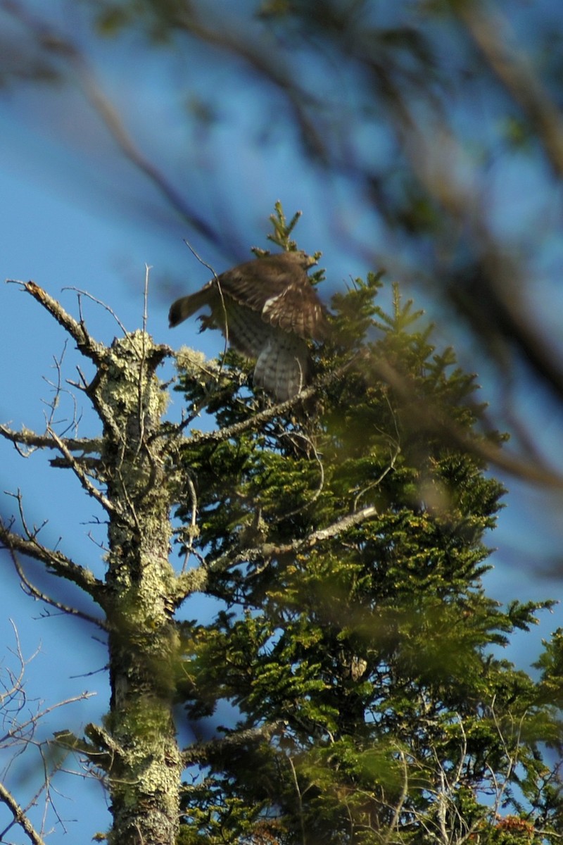 Red-tailed Hawk - ML619149101