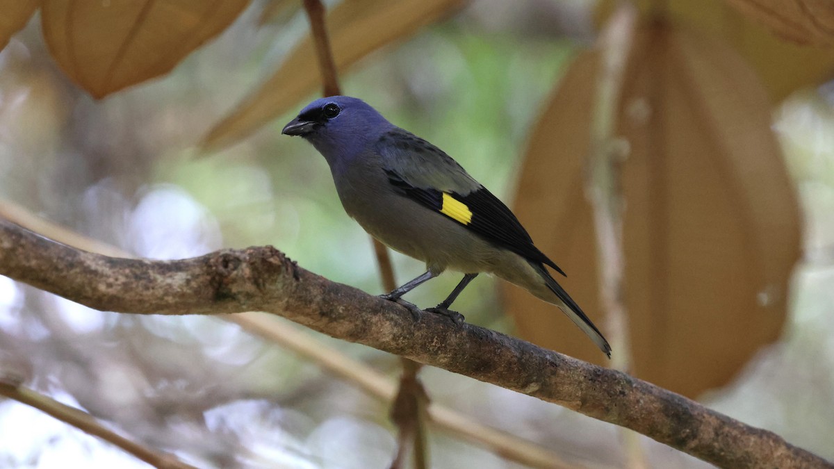 Yellow-winged Tanager - ML619149111