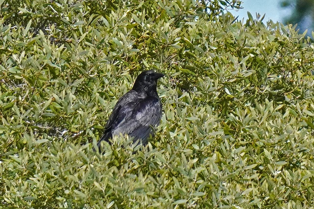 American Crow - ML619149136