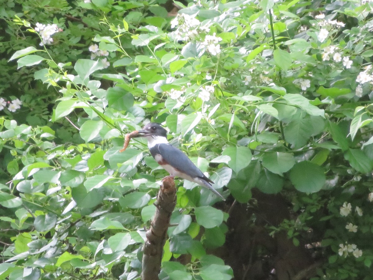 Belted Kingfisher - ML619149164