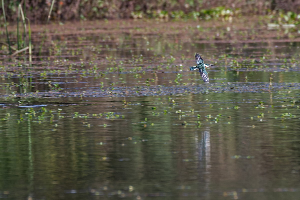 Green Kingfisher - ML619149173