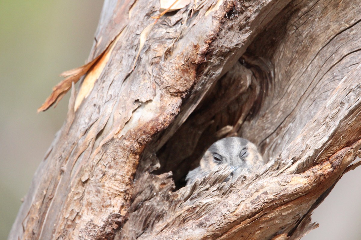 Australian Owlet-nightjar - ML619149180
