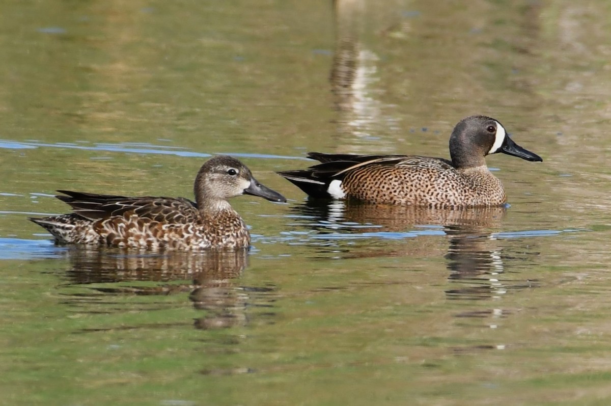 Blue-winged Teal - ML619149207