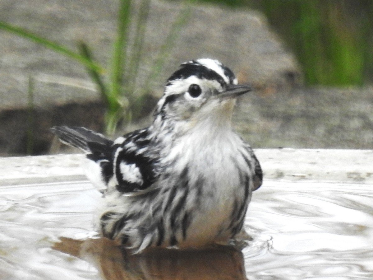 Black-and-white Warbler - ML619149220