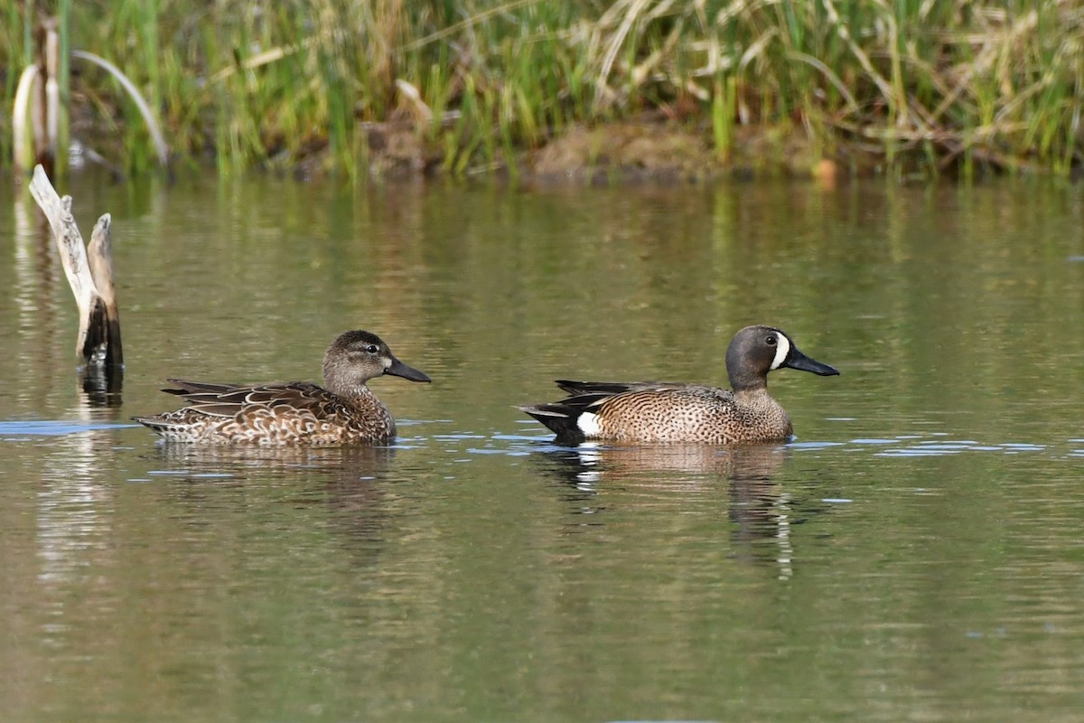 Blue-winged Teal - ML619149221
