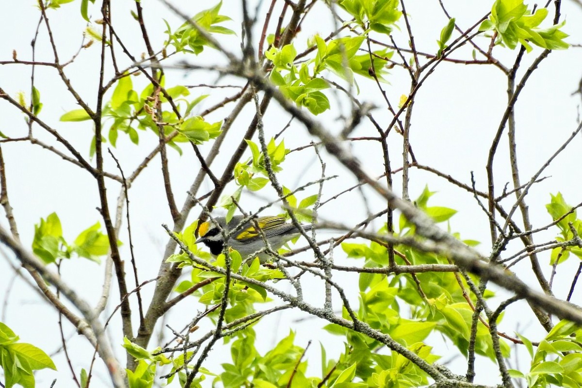 Golden-winged Warbler - ML619149230