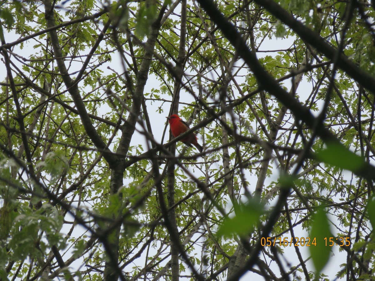 Scarlet Tanager - ML619149251