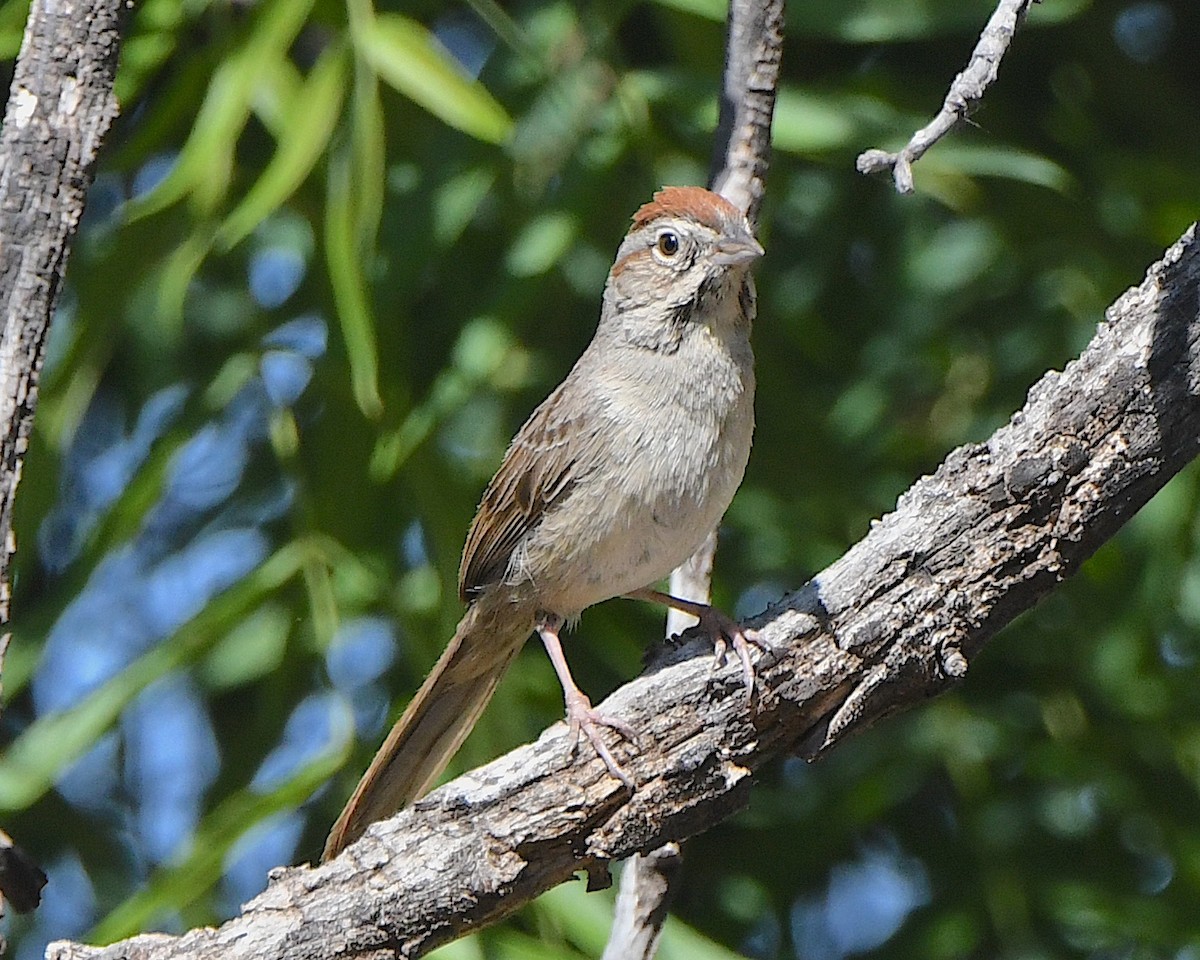 Rufous-crowned Sparrow - ML619149261