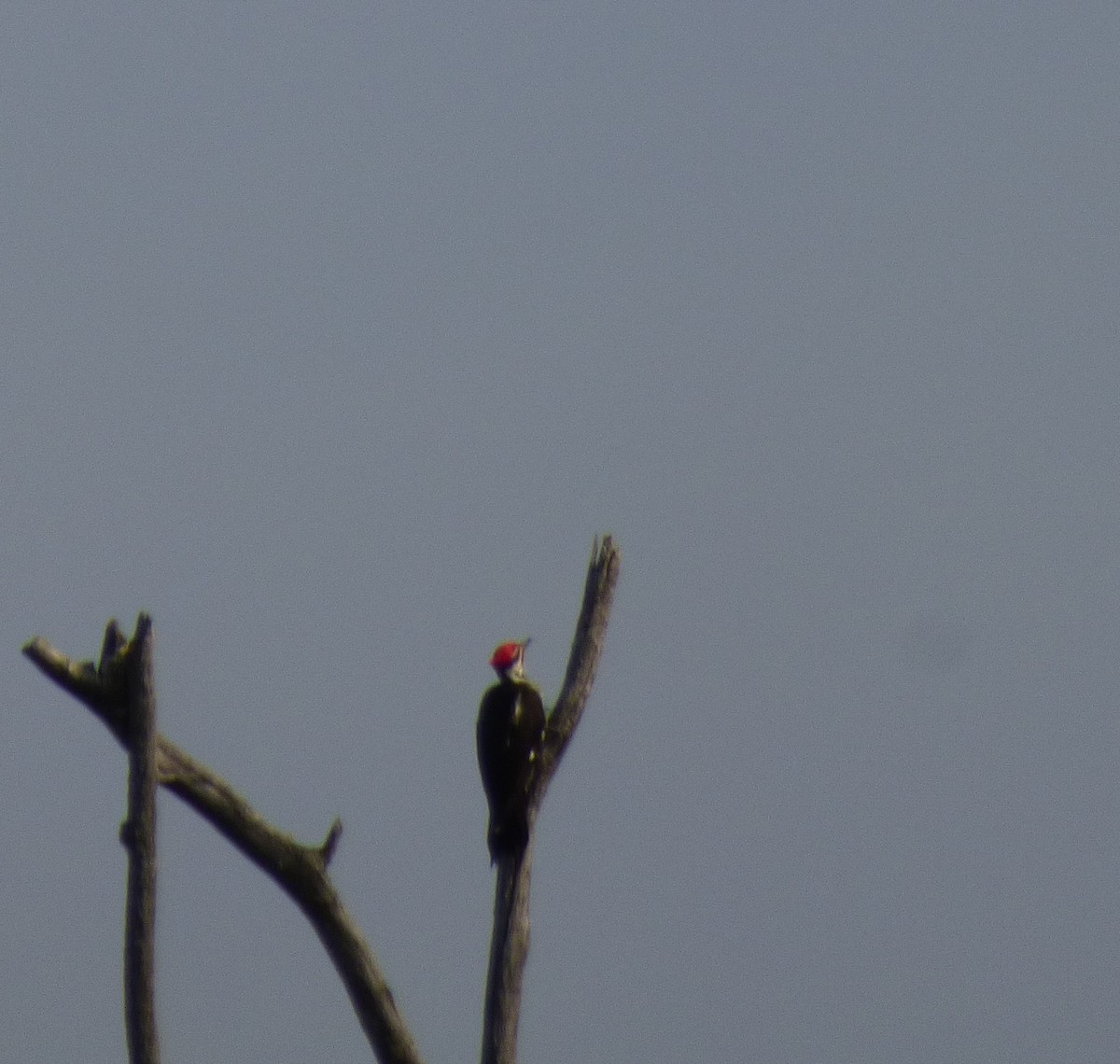 Pileated Woodpecker - ML619149277