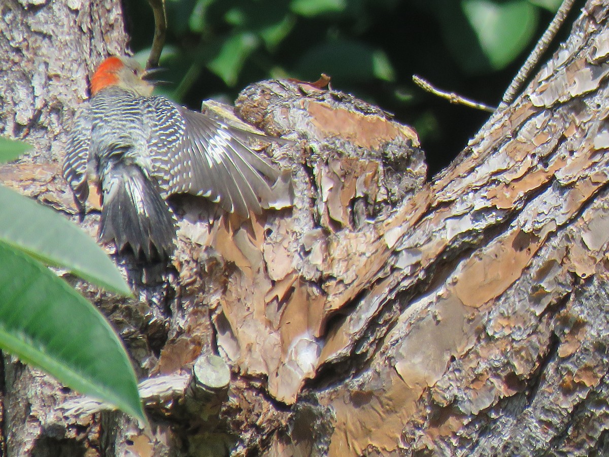 Red-bellied Woodpecker - ML619149287