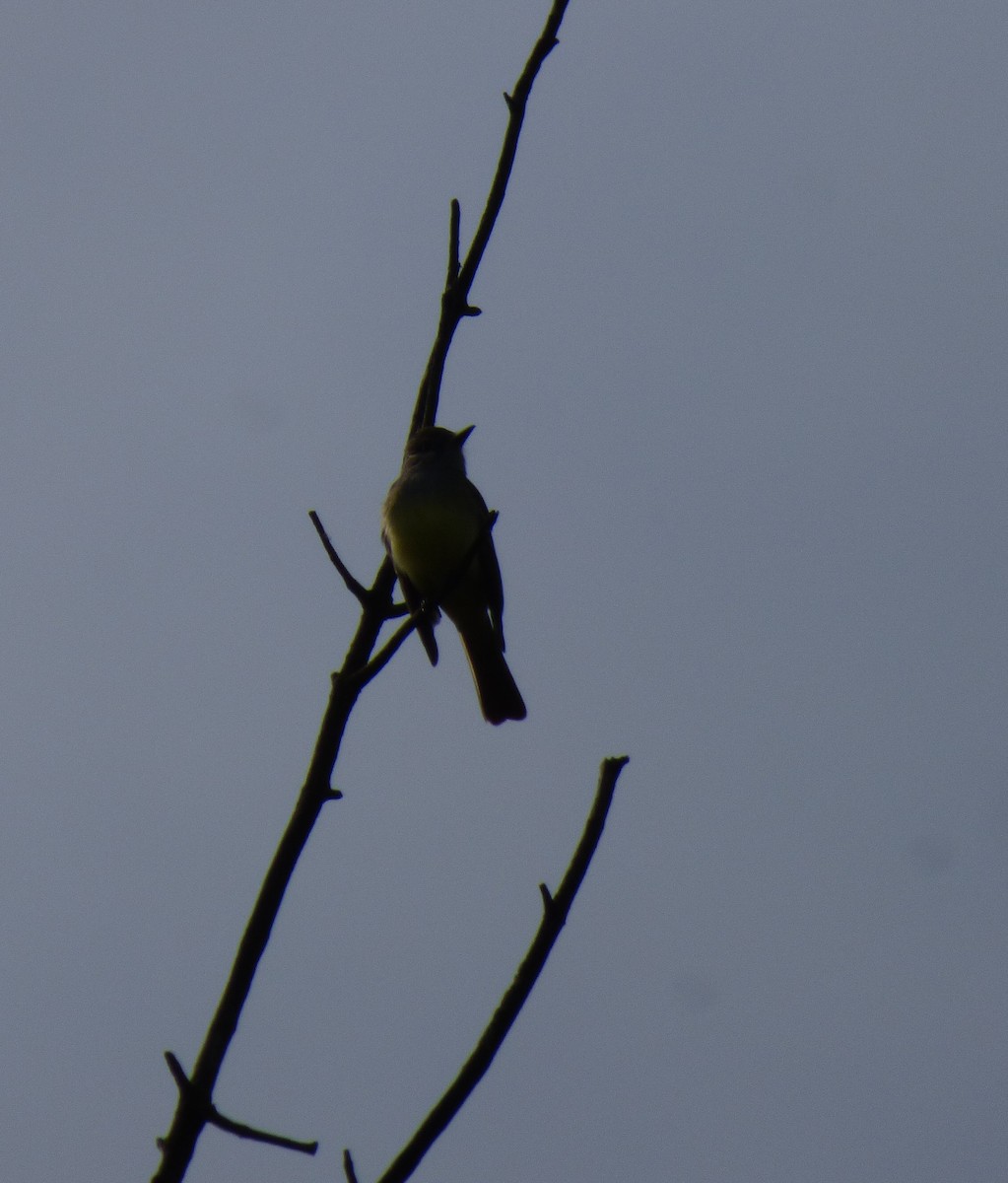 Great Crested Flycatcher - ML619149307