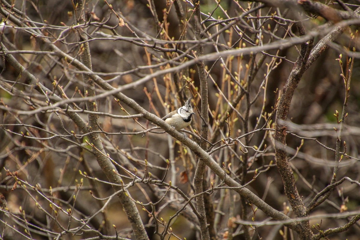Crested Tit - ML619149324