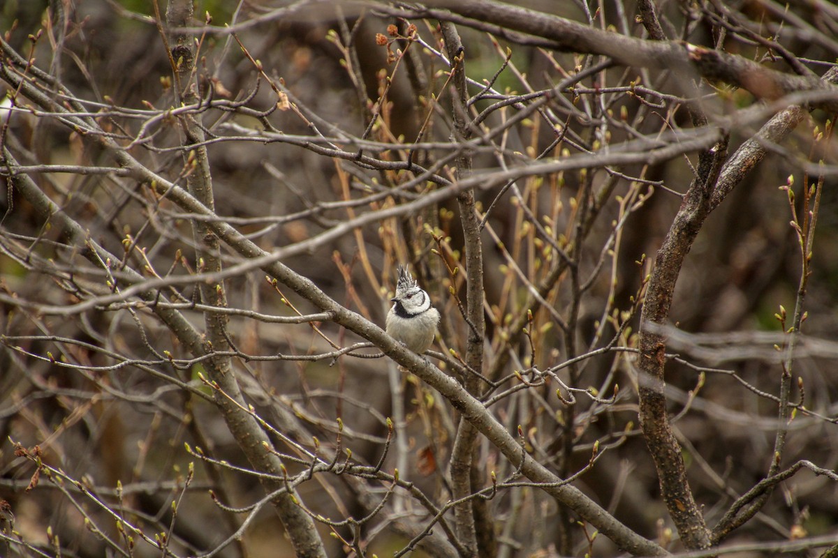 Crested Tit - ML619149325