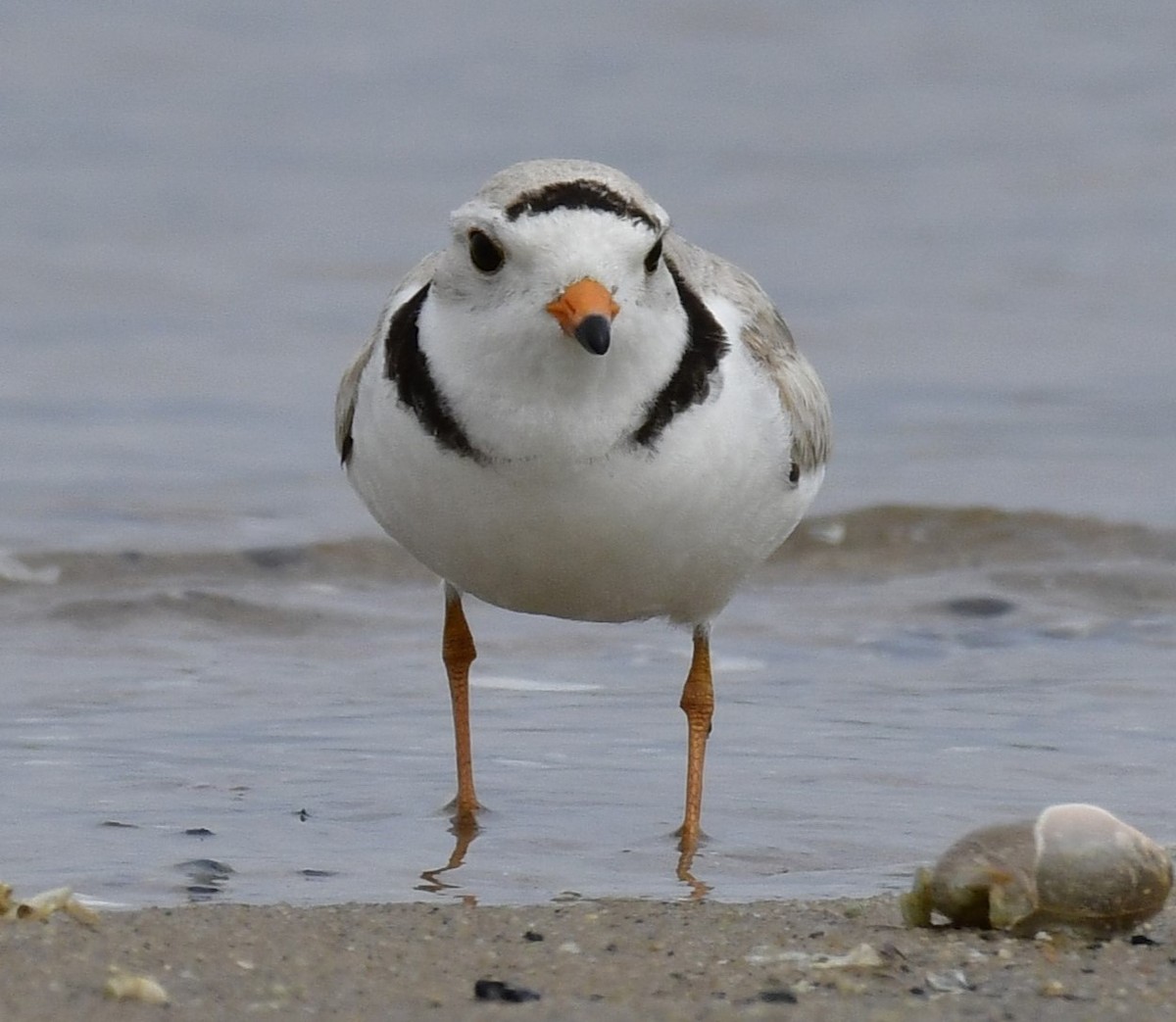 Piping Plover - ML619149360
