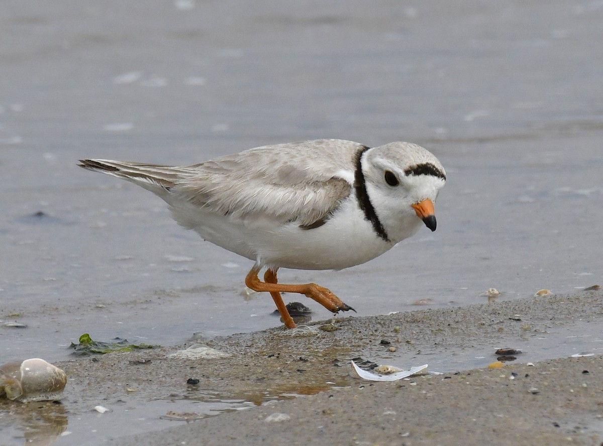 Piping Plover - ML619149361