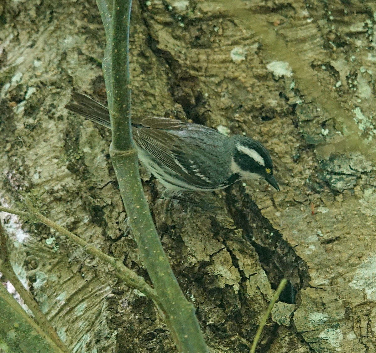 Black-throated Gray Warbler - ML619149362