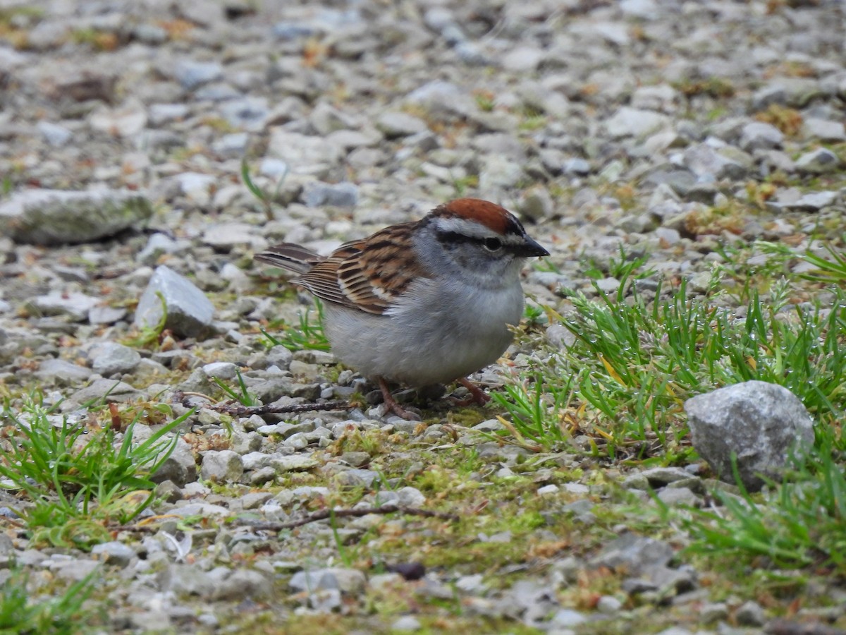 Chipping Sparrow - ML619149385