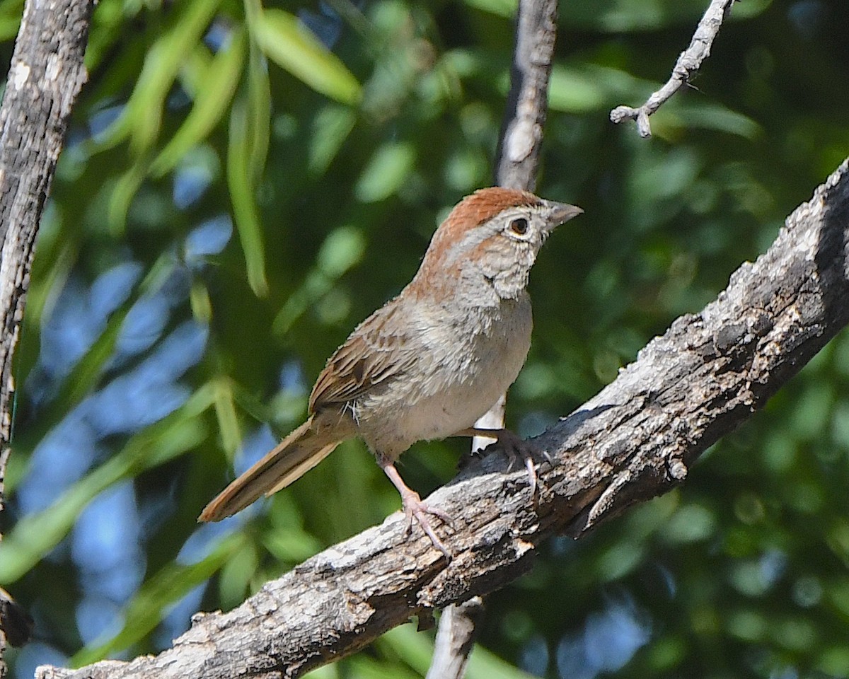 Rufous-crowned Sparrow - ML619149387