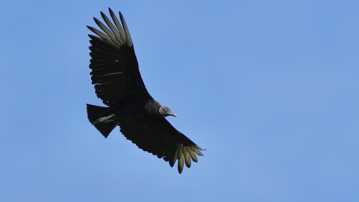 Black Vulture - ML619149408