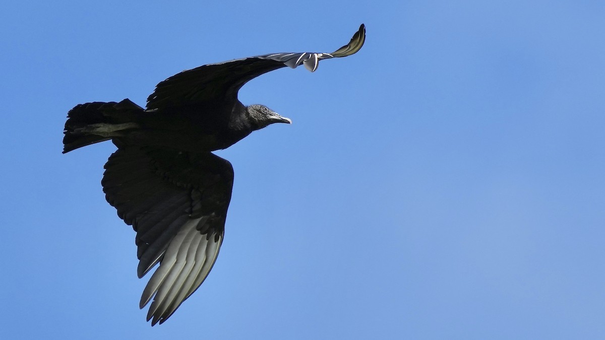 Black Vulture - ML619149412
