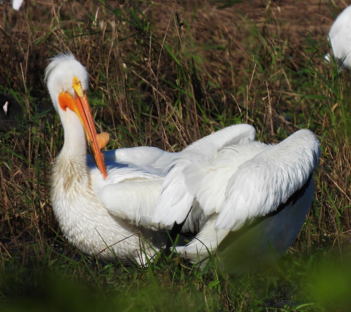 pelikán severoamerický - ML619149433