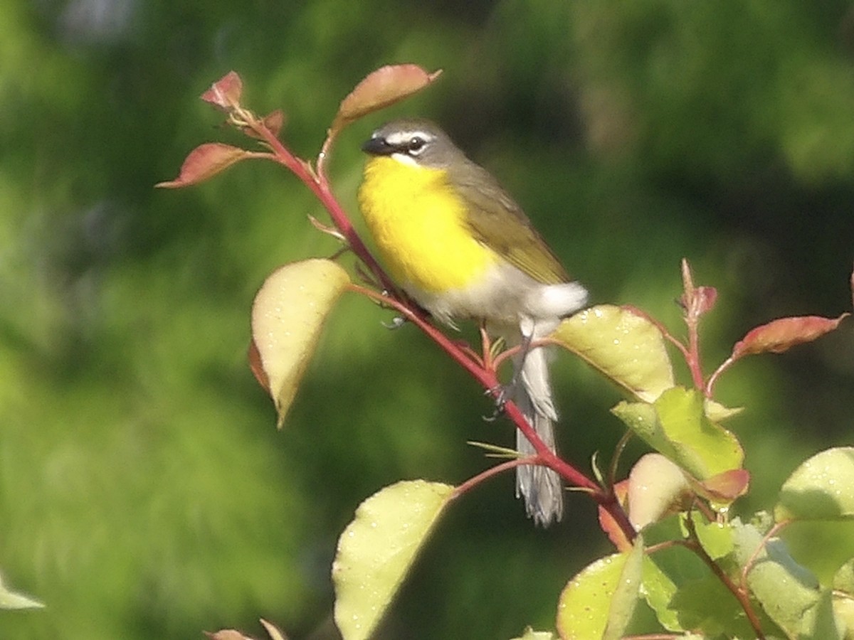 Yellow-breasted Chat - ML619149437