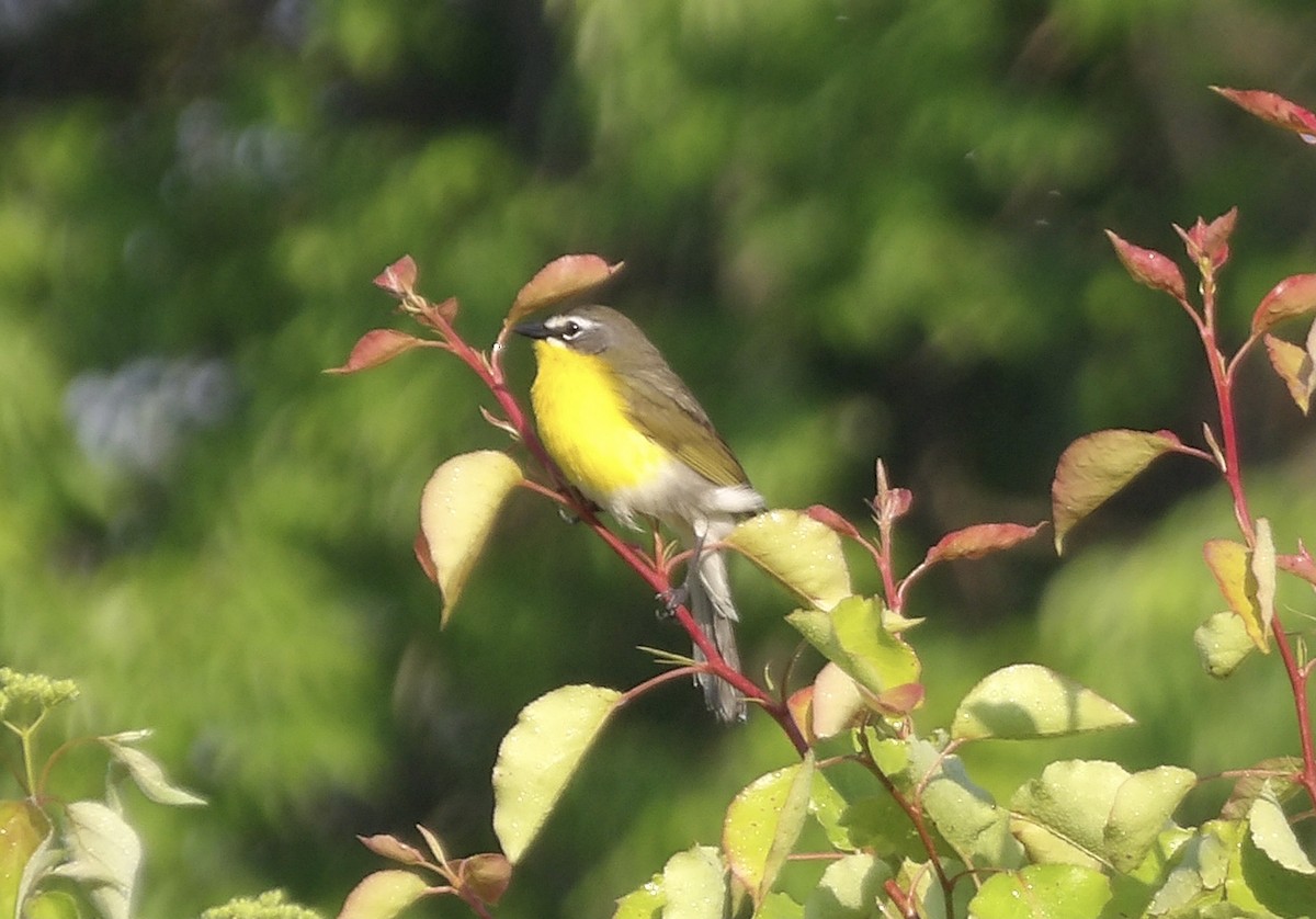 Yellow-breasted Chat - ML619149438