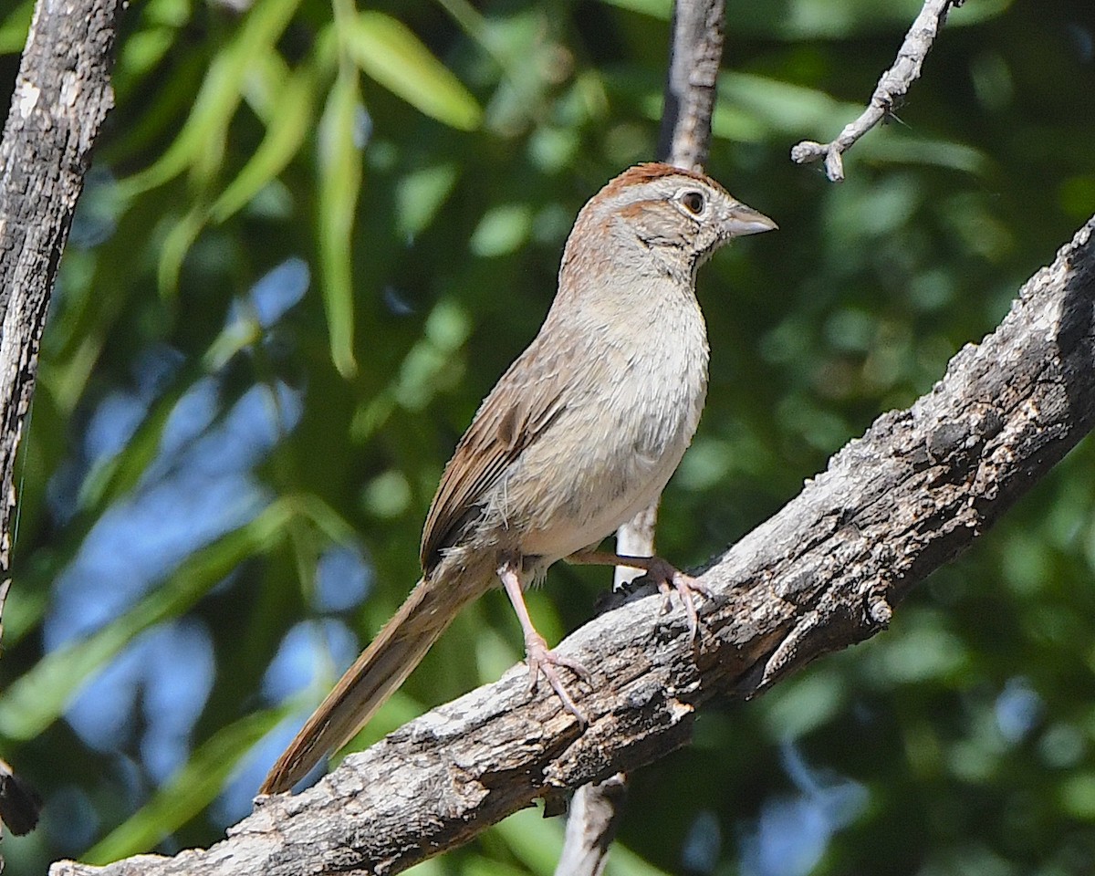 Rufous-crowned Sparrow - ML619149452