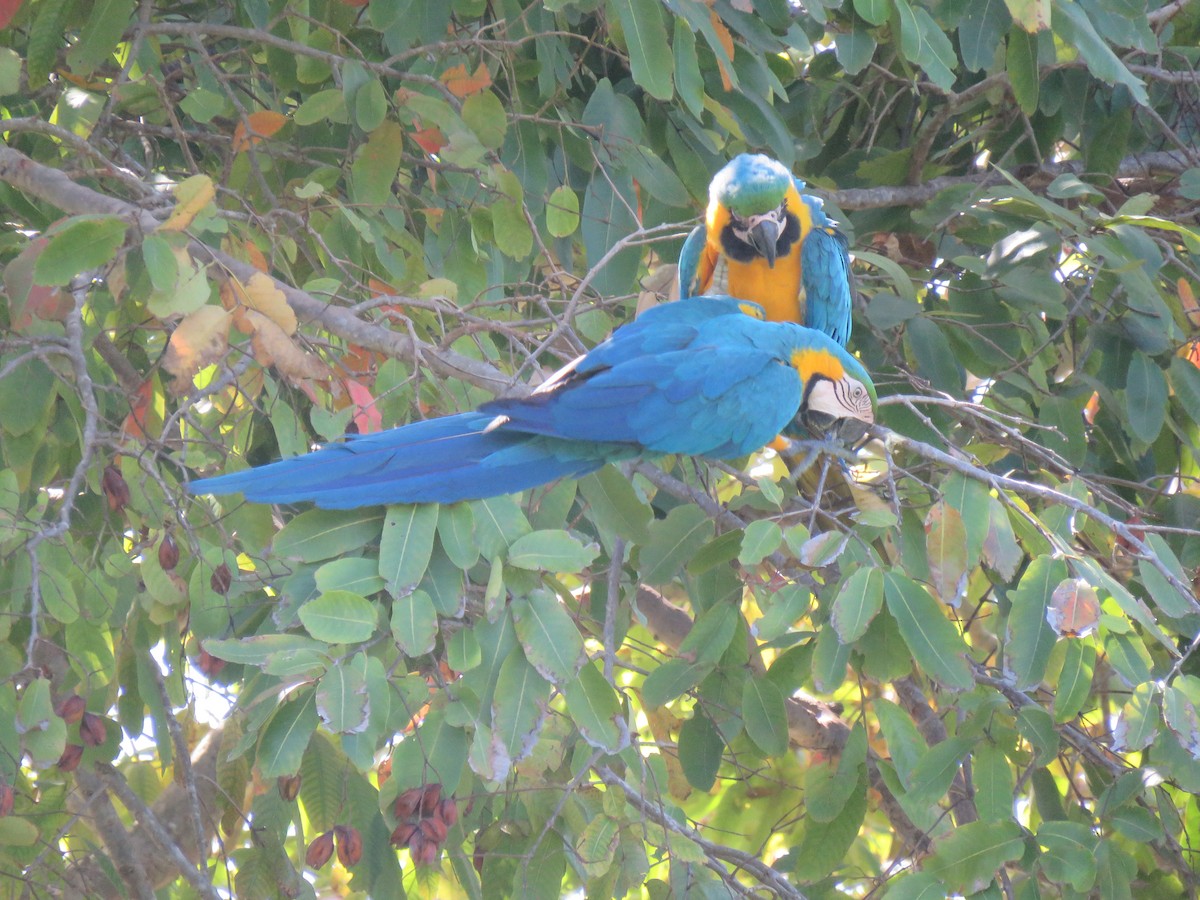 Blue-and-yellow Macaw - ML619149454