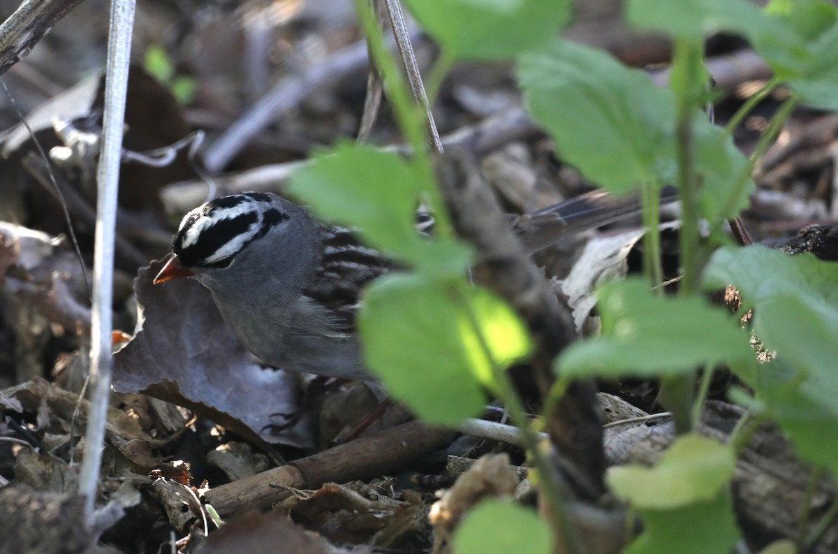 White-crowned Sparrow - ML619149455