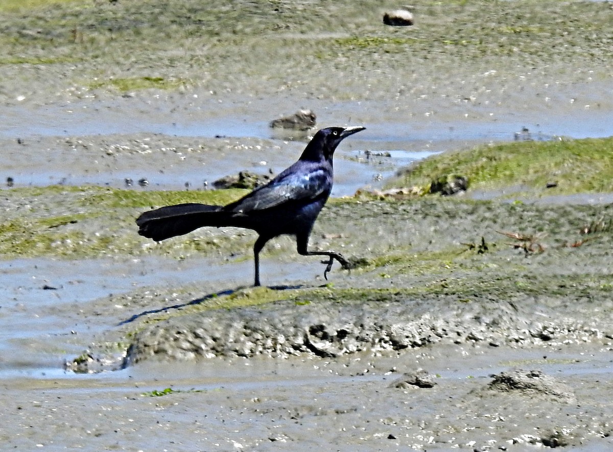 Great-tailed Grackle - ML619149456