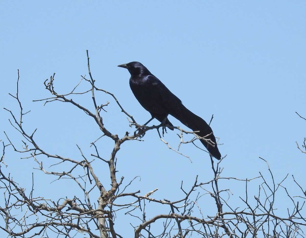 Great-tailed Grackle - ML619149457