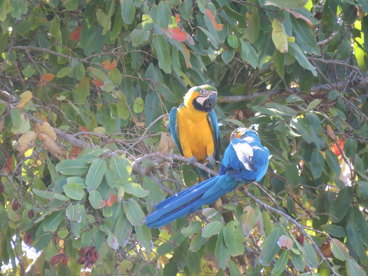 Blue-and-yellow Macaw - ML619149466