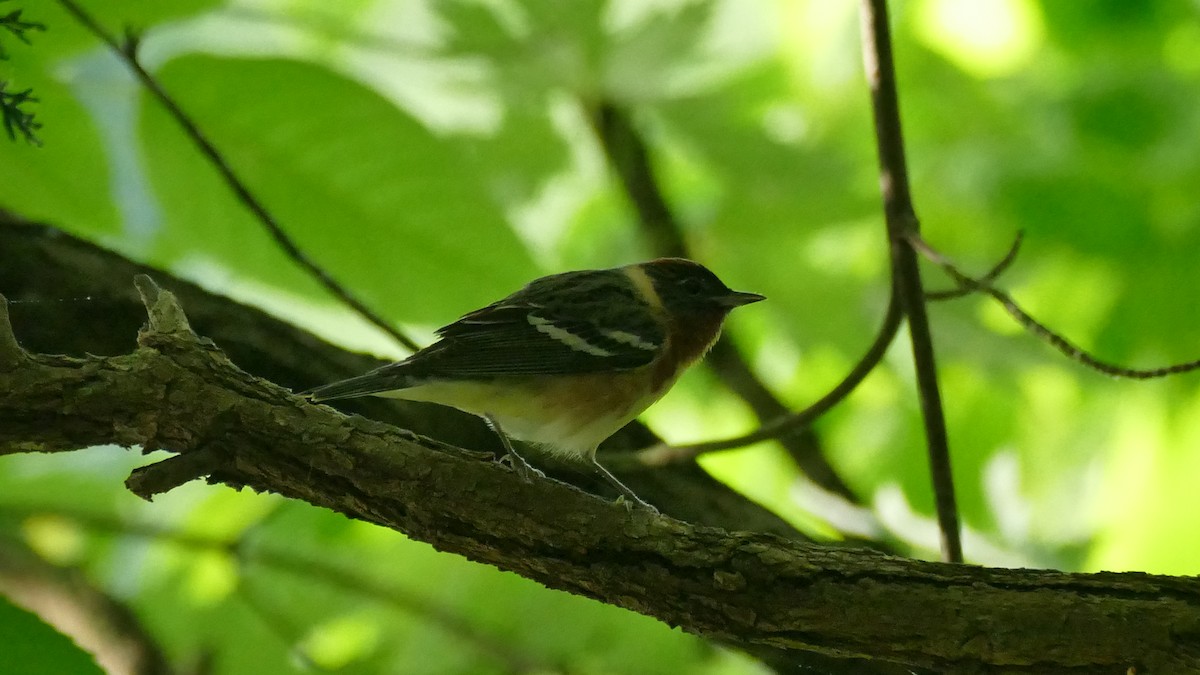 Bay-breasted Warbler - ML619149471