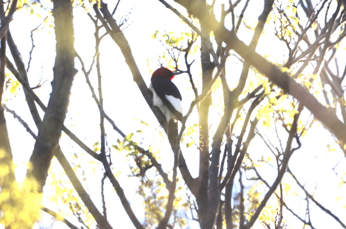 Red-headed Woodpecker - ML619149472