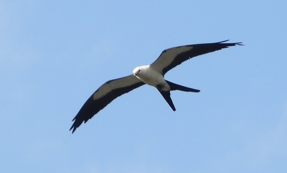 Swallow-tailed Kite - ML619149474