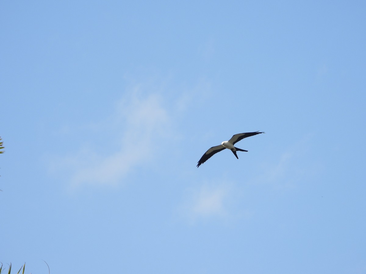 Swallow-tailed Kite - ML619149476