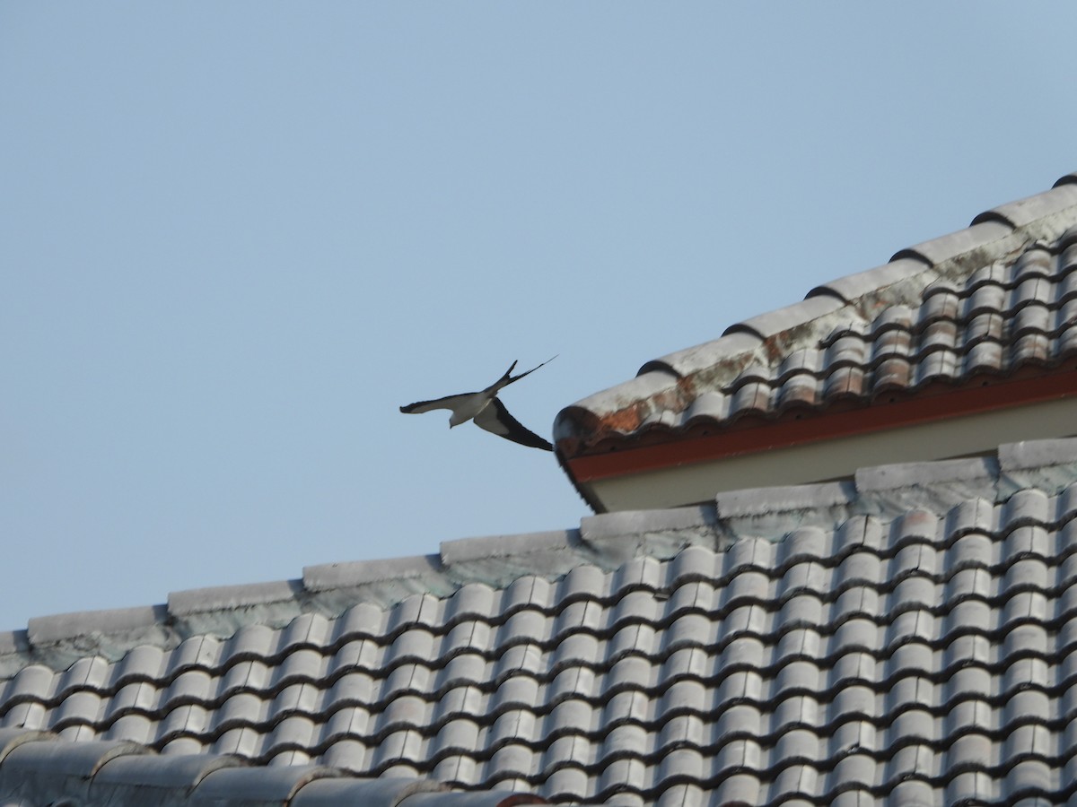 Swallow-tailed Kite - ML619149477