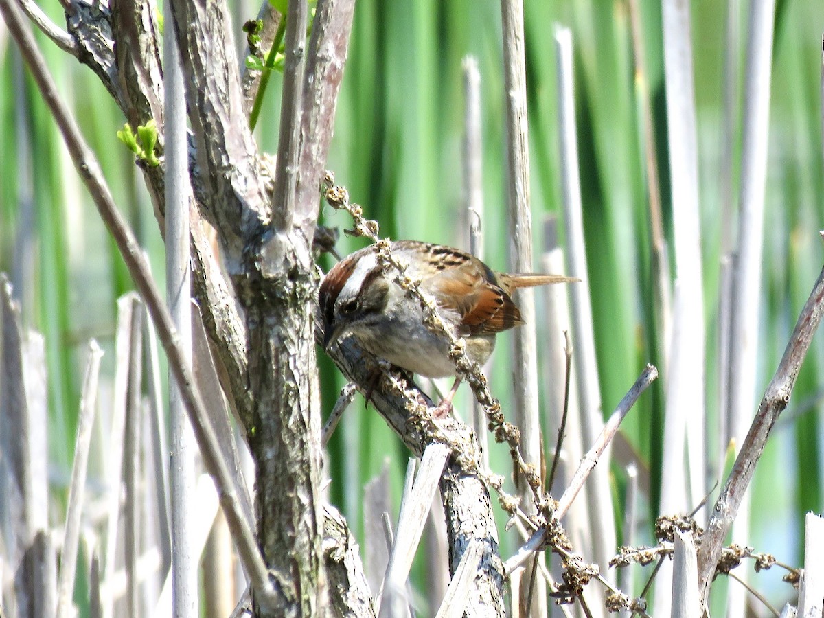 Swamp Sparrow - ML619149496