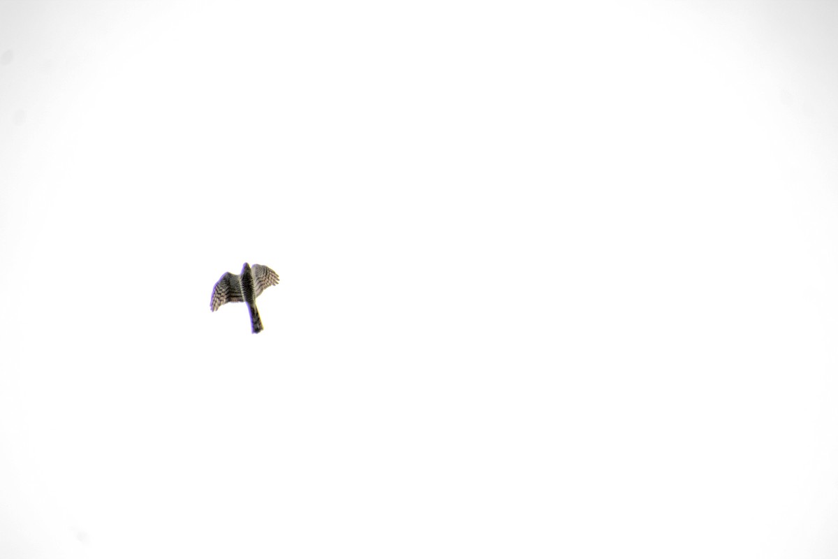 Eurasian Sparrowhawk - ML619149512