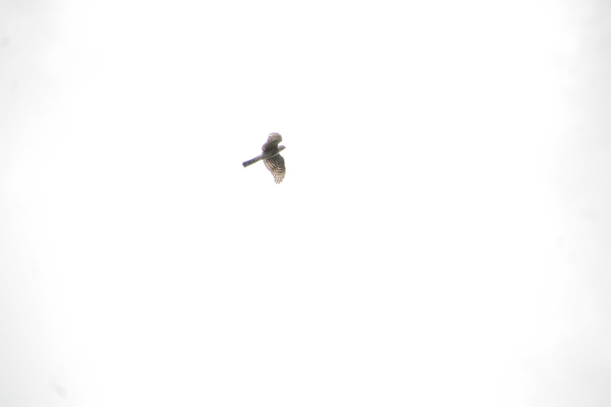 Eurasian Sparrowhawk - ML619149513