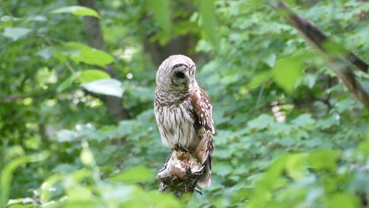 Barred Owl - ML619149541