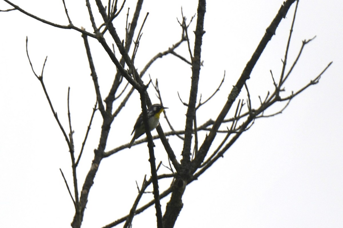 Yellow-throated Warbler - ML619149544