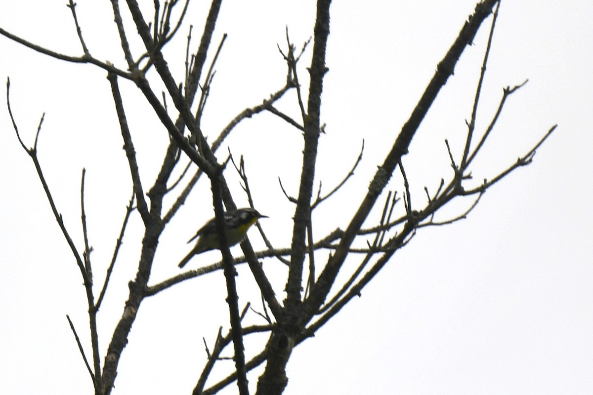 Yellow-throated Warbler - ML619149570