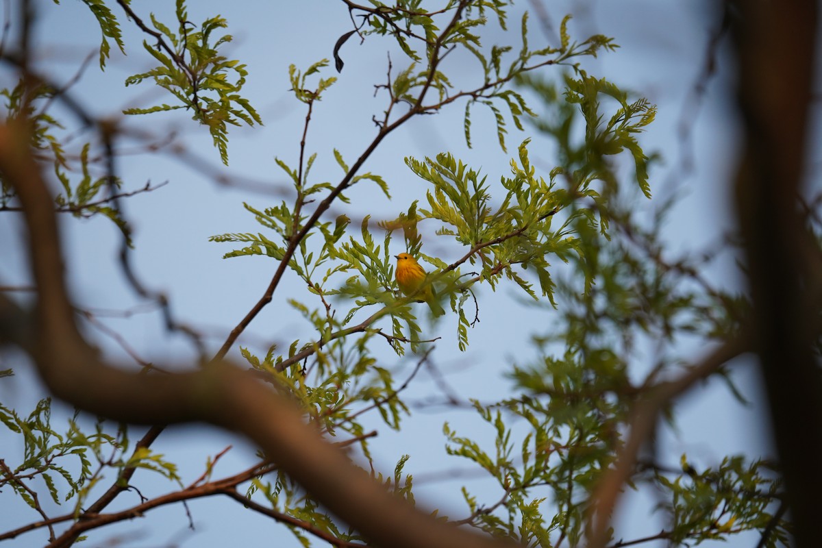 Yellow Warbler - ML619149571