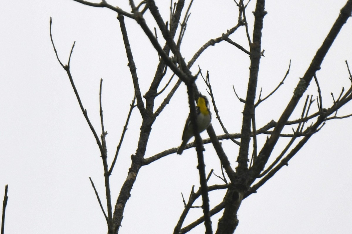 Yellow-throated Warbler - ML619149579