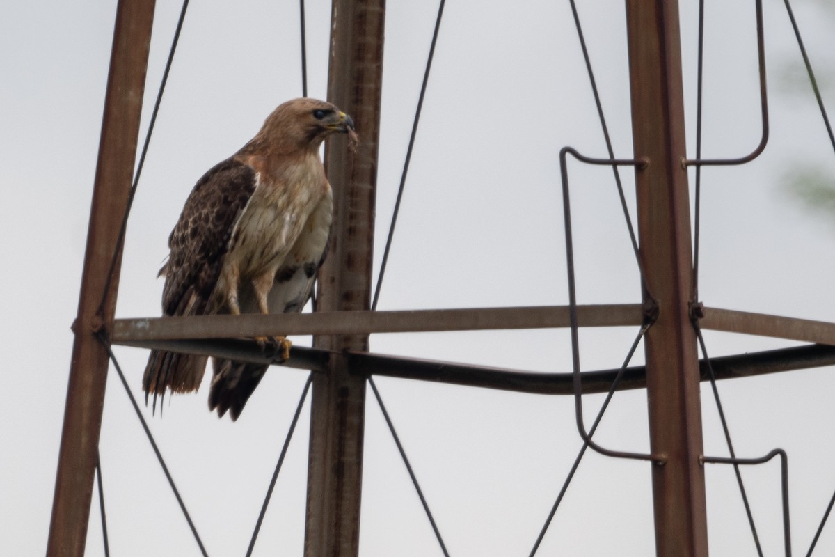 Red-tailed Hawk - ML619149596