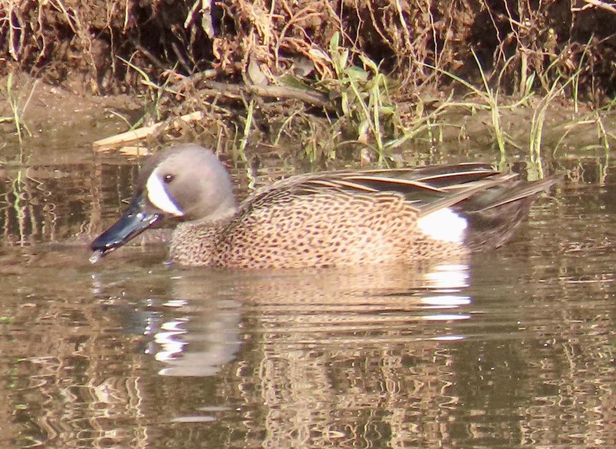 Blue-winged Teal - ML619149606