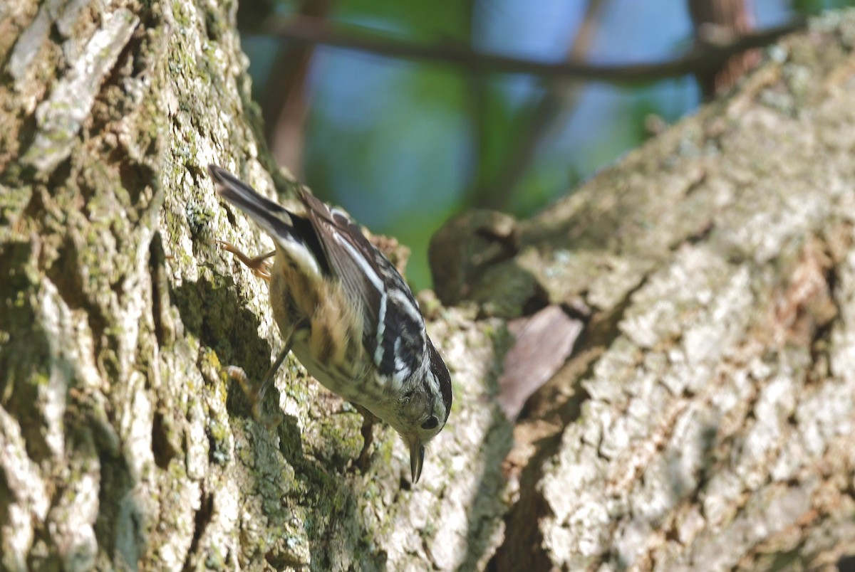 Black-and-white Warbler - ML619149610