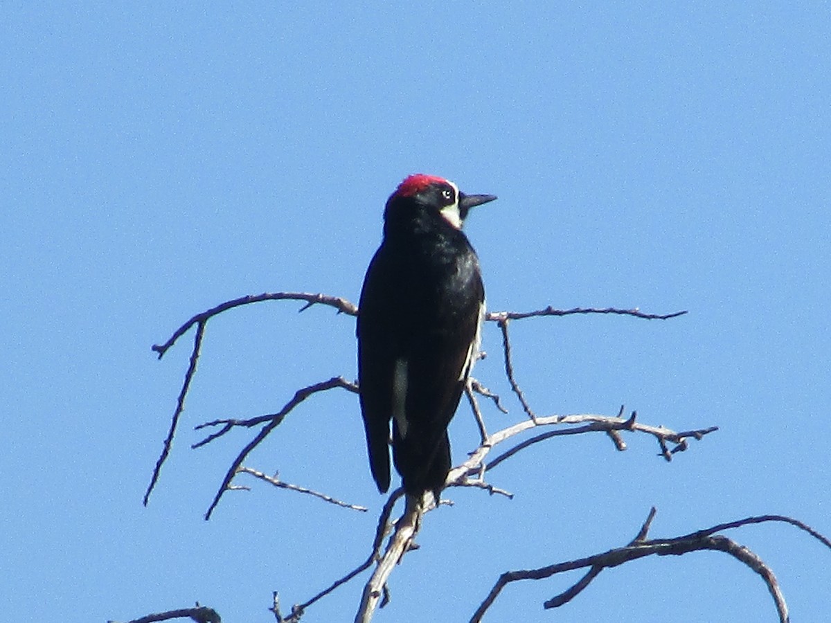 Acorn Woodpecker - ML619149613